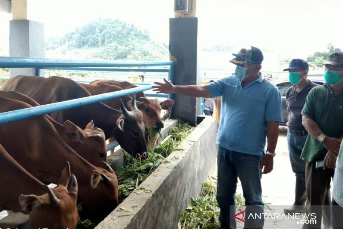 Buol gunakan mini ranch genjot kualitas populasi sapi