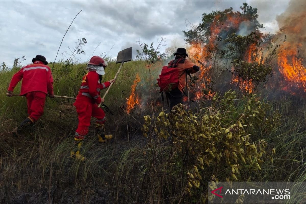 Presiden Jokowi minta penegakan hukum pembakaran hutan tanpa kompromi