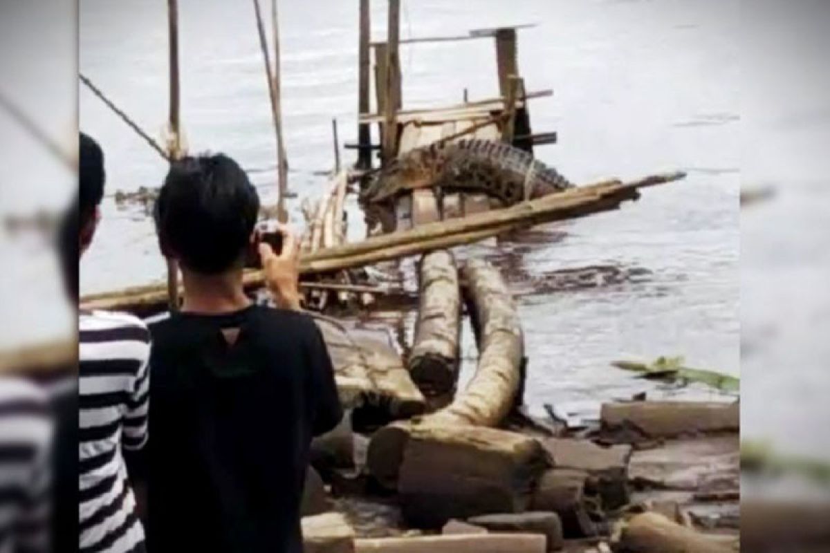 Buaya Sungai Mentaya Kalteng semakin sering dekati pemukiman warga