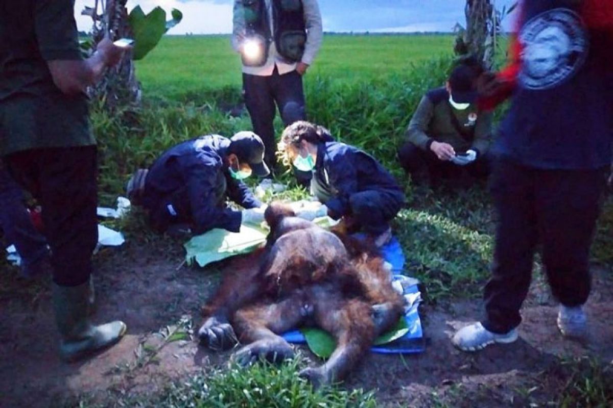 Orangutan dengan luka sabetan senjata tajam turun ke pesawahan cari makanan