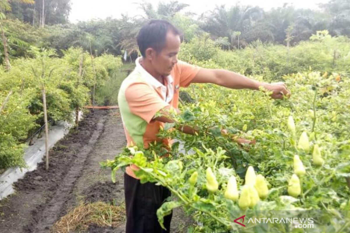 Pulau Belitung inflasi 1,03 persen