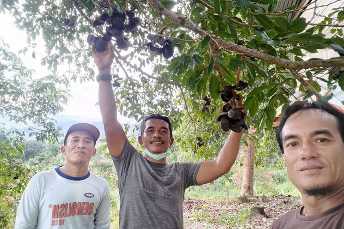 Bupati: Jengkol Abdya lebih unggul dari Lampung