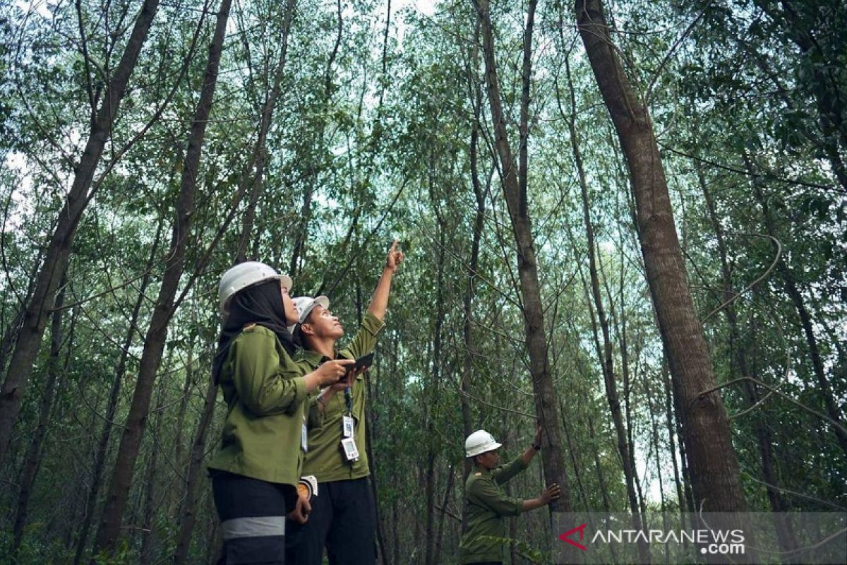 Upaya industri kehutanan bertahan di situasi pandemi