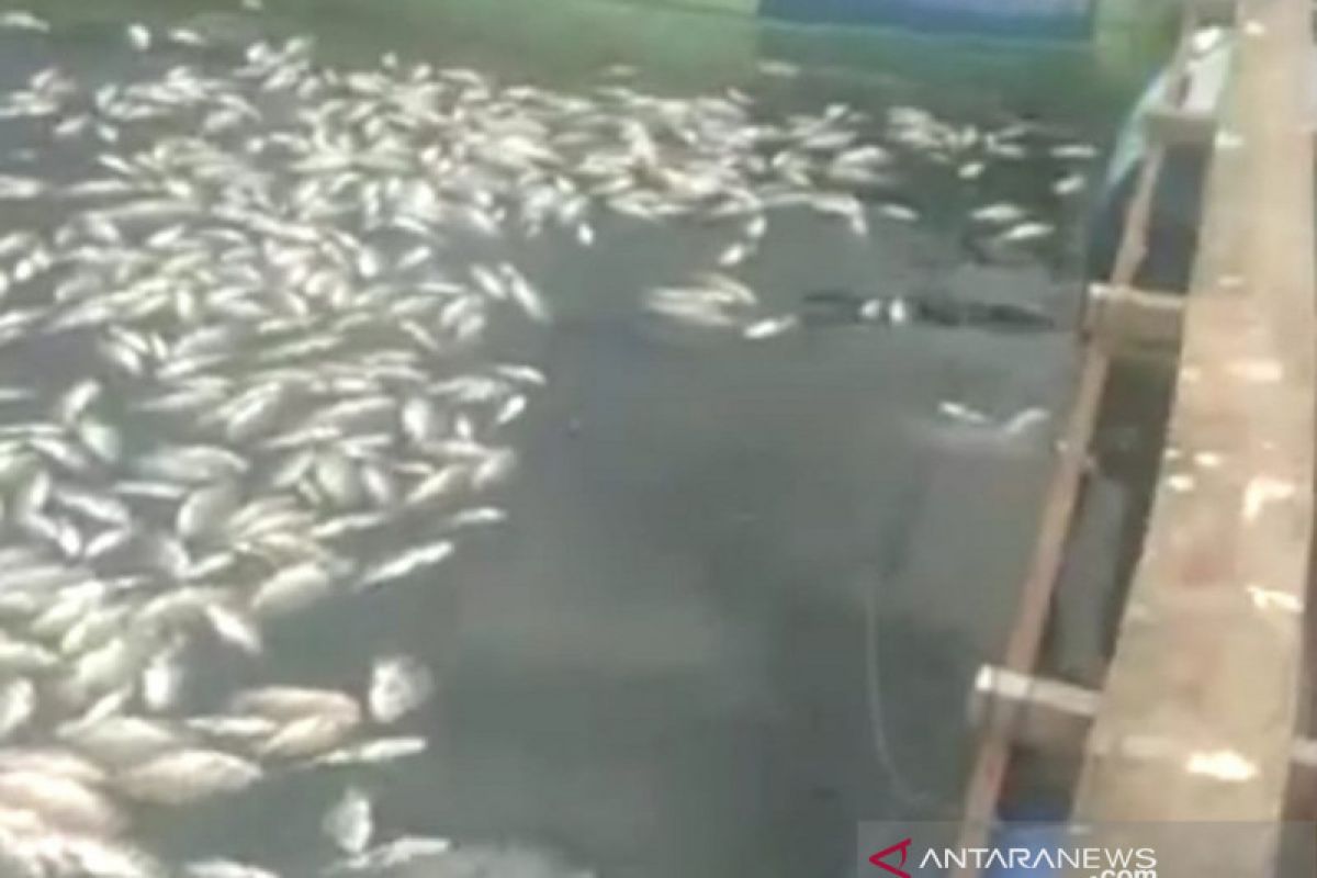 Satu ton ikan di Danau Maninjau mati massal