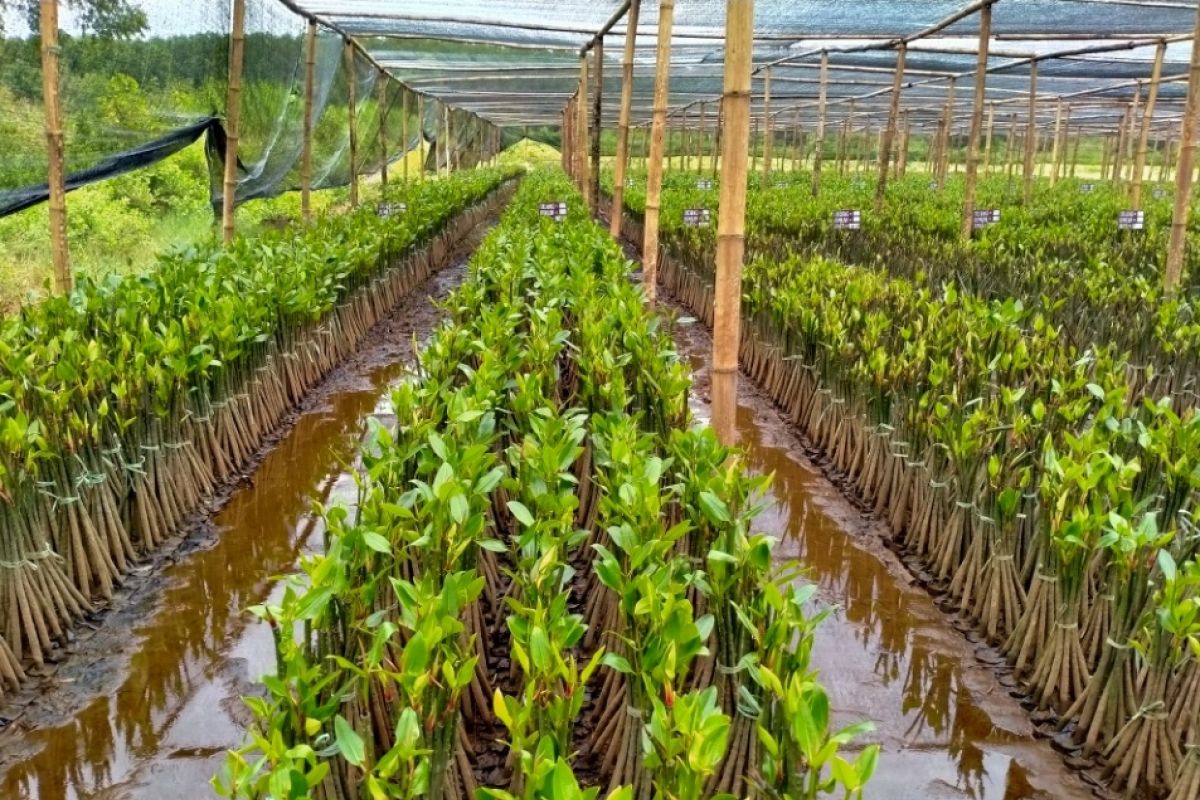 KKP membangun kebun bibit mangrove di Pasuruan Jawa Timur