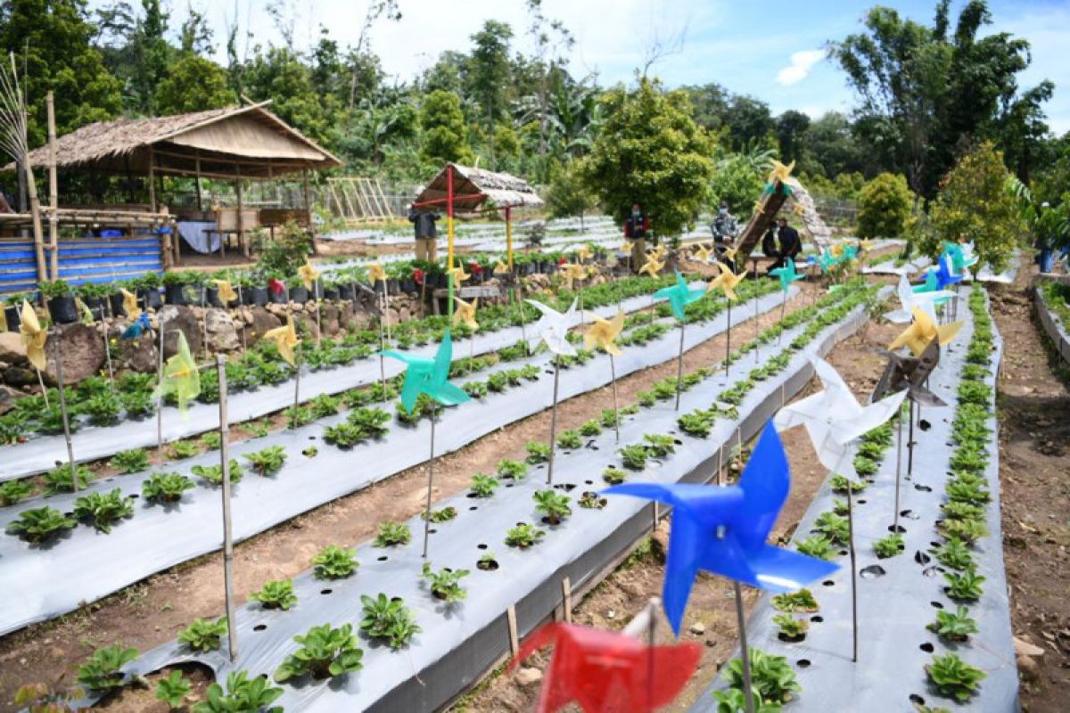 Masyarakat Bantaeng fokus kembangkan budidaya stroberi