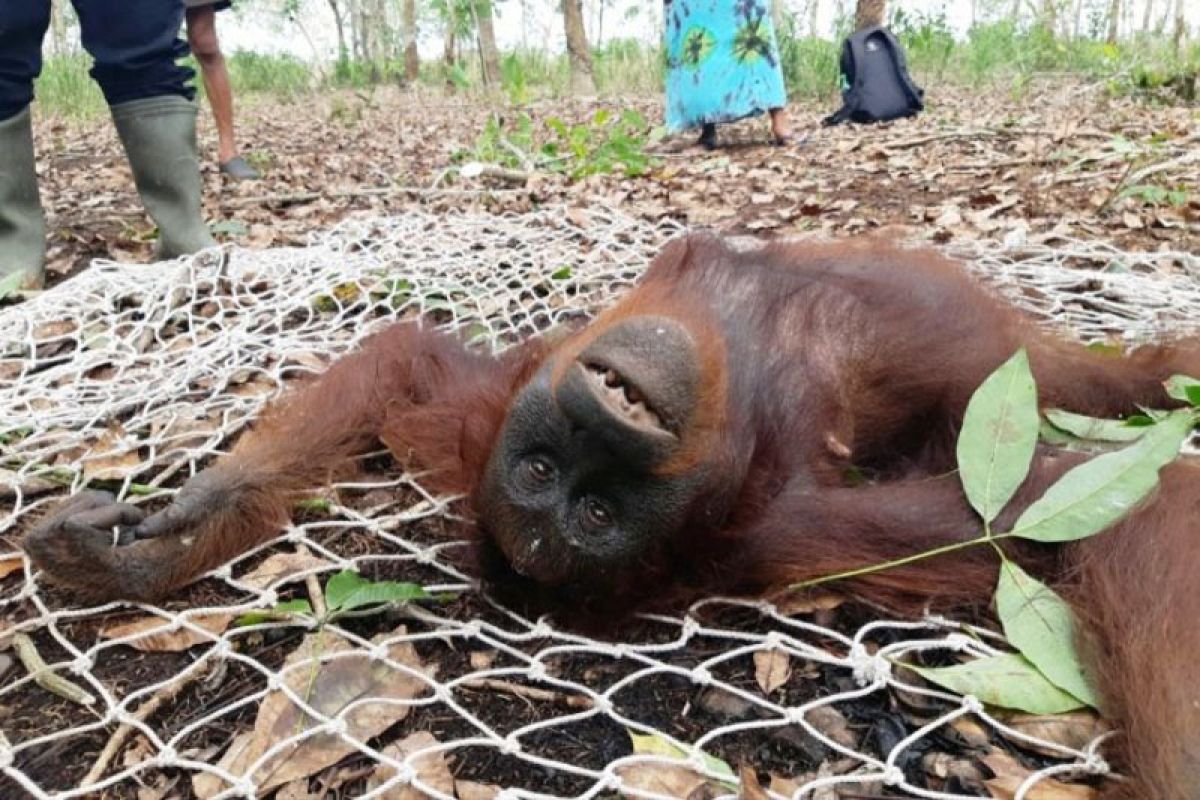 Tiga ekor orangutan di Kotim diselamatkan BKSDA dalam sehari