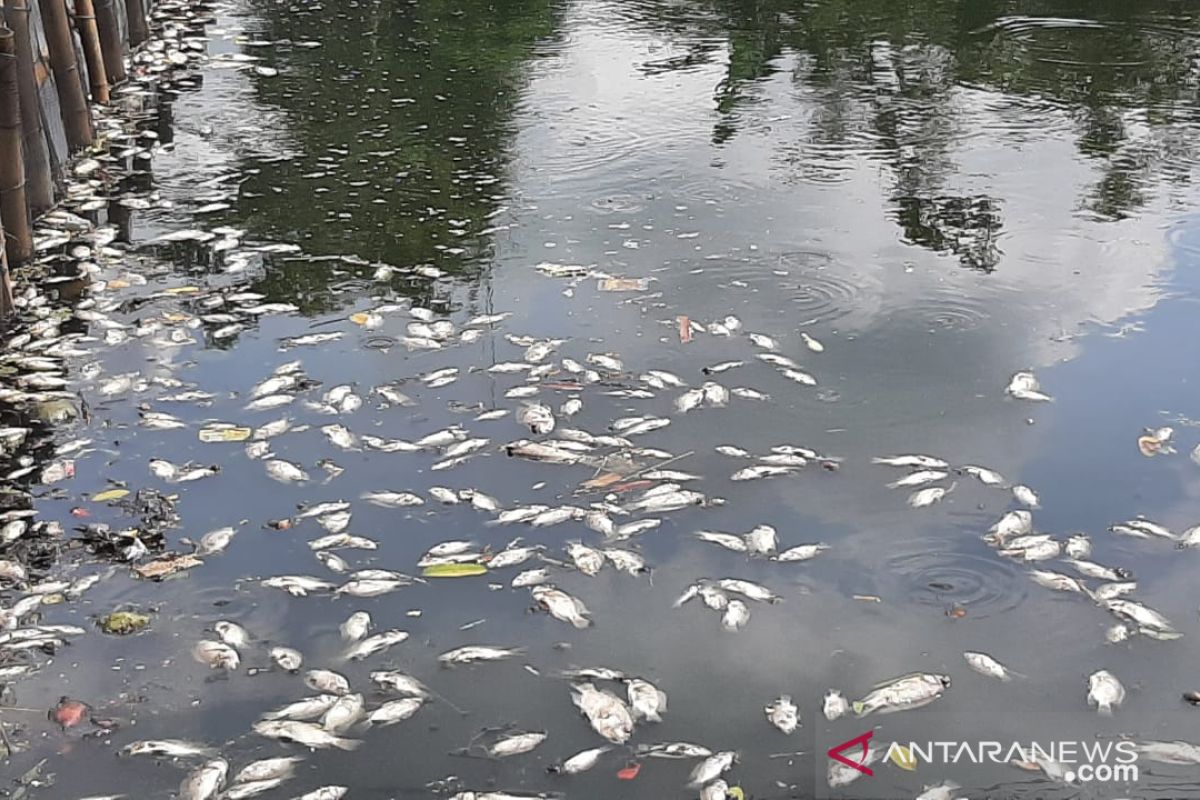 Ribuan ikan di Situ Citongtut mati, Bupati Bogor minta DLH cari penyebabnya