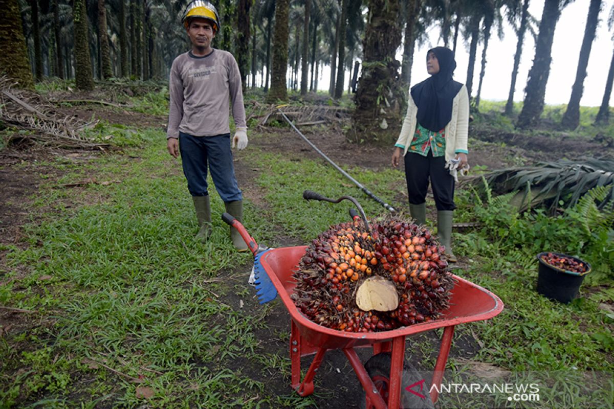 Nilai Tukar Petani Riau tertinggi di Sumatera