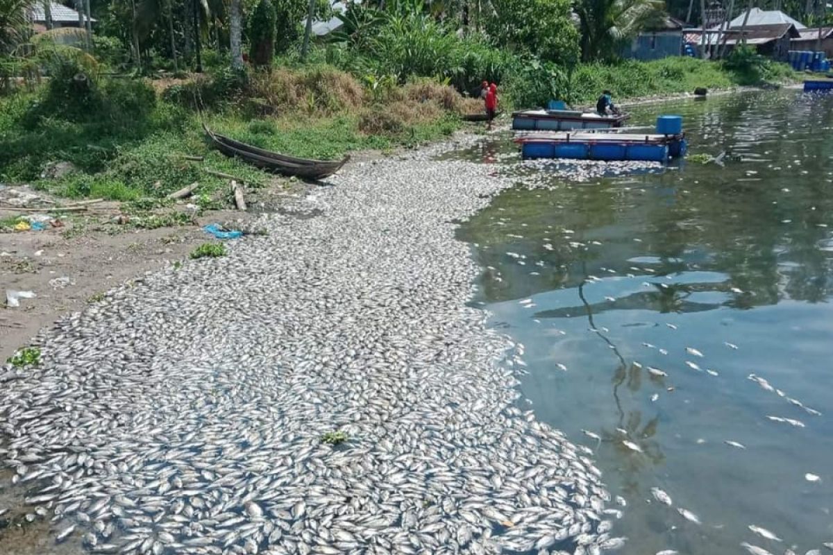 Ikan mati di Danau Maninjau capai  15 ton