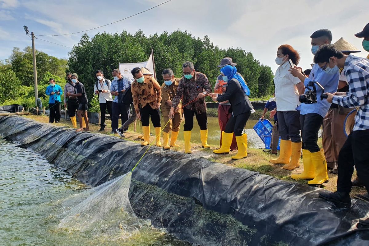 KKP sebut sekolah vokasi turut dukung produksi udang nasional