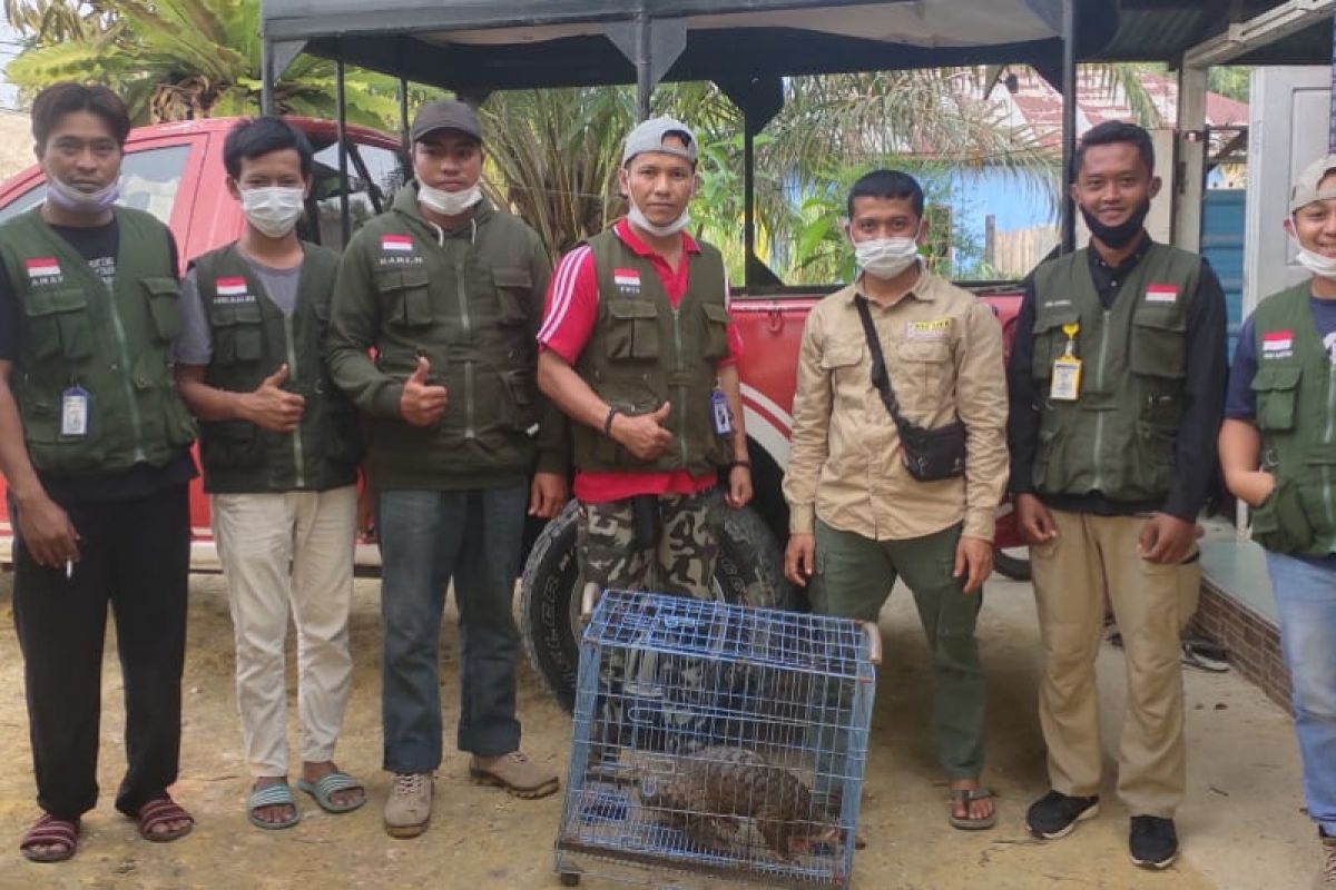 Yayasan Pandu Dumai lepasliarkan Trenggiling yang masuk permukiman