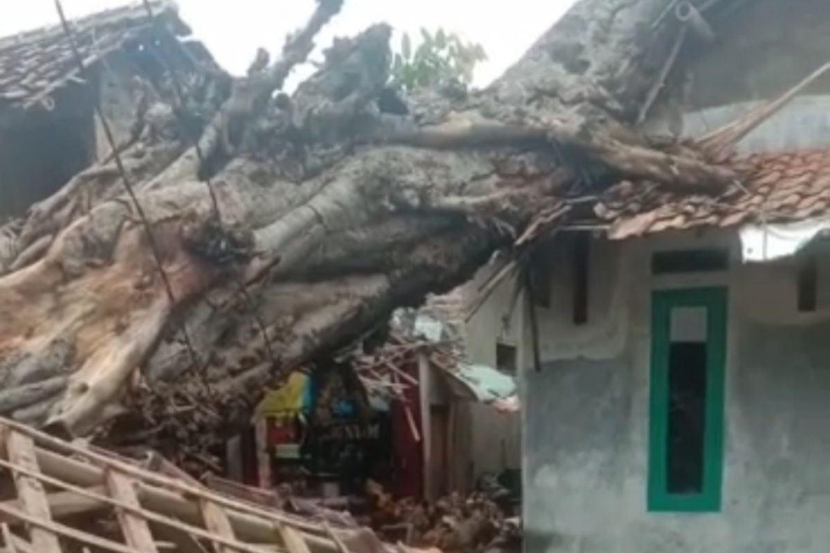 Dua rumah di kota Serang rusak tertimpa pohon besar tumbang