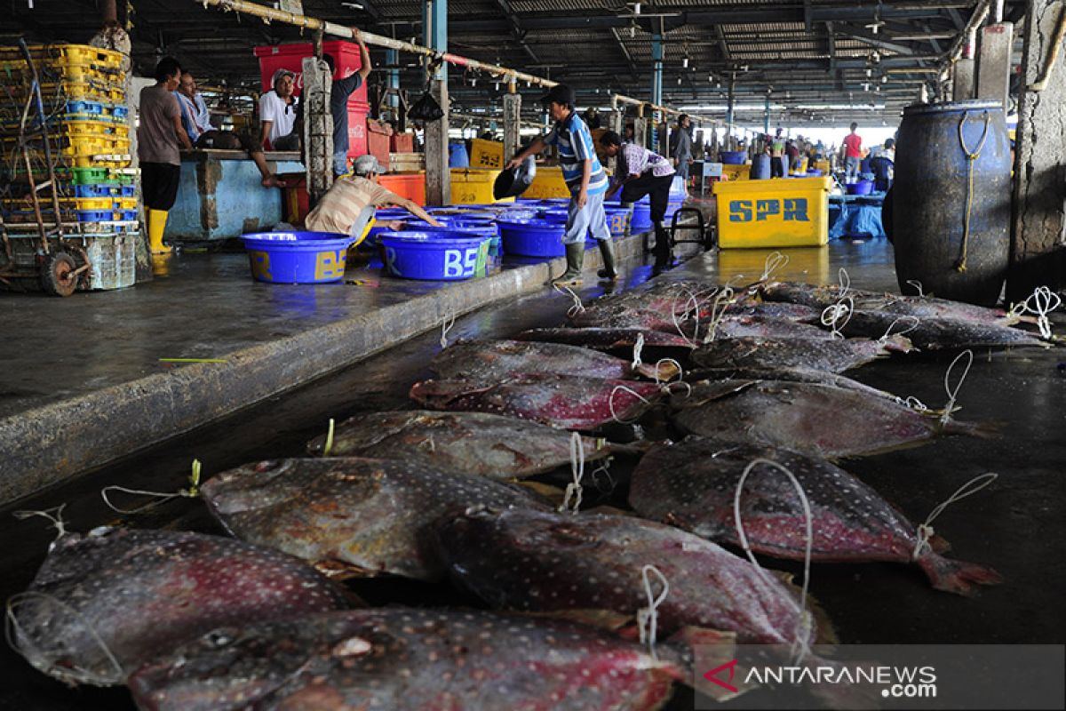 Perum Perindo terus penuhi permintaan bahan baku ikan ke Jepang