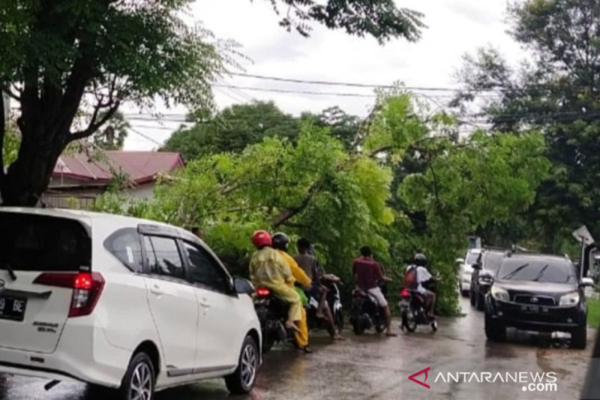 Puluhan titik gangguan listrik di Kupang akibat cuaca ekstrem