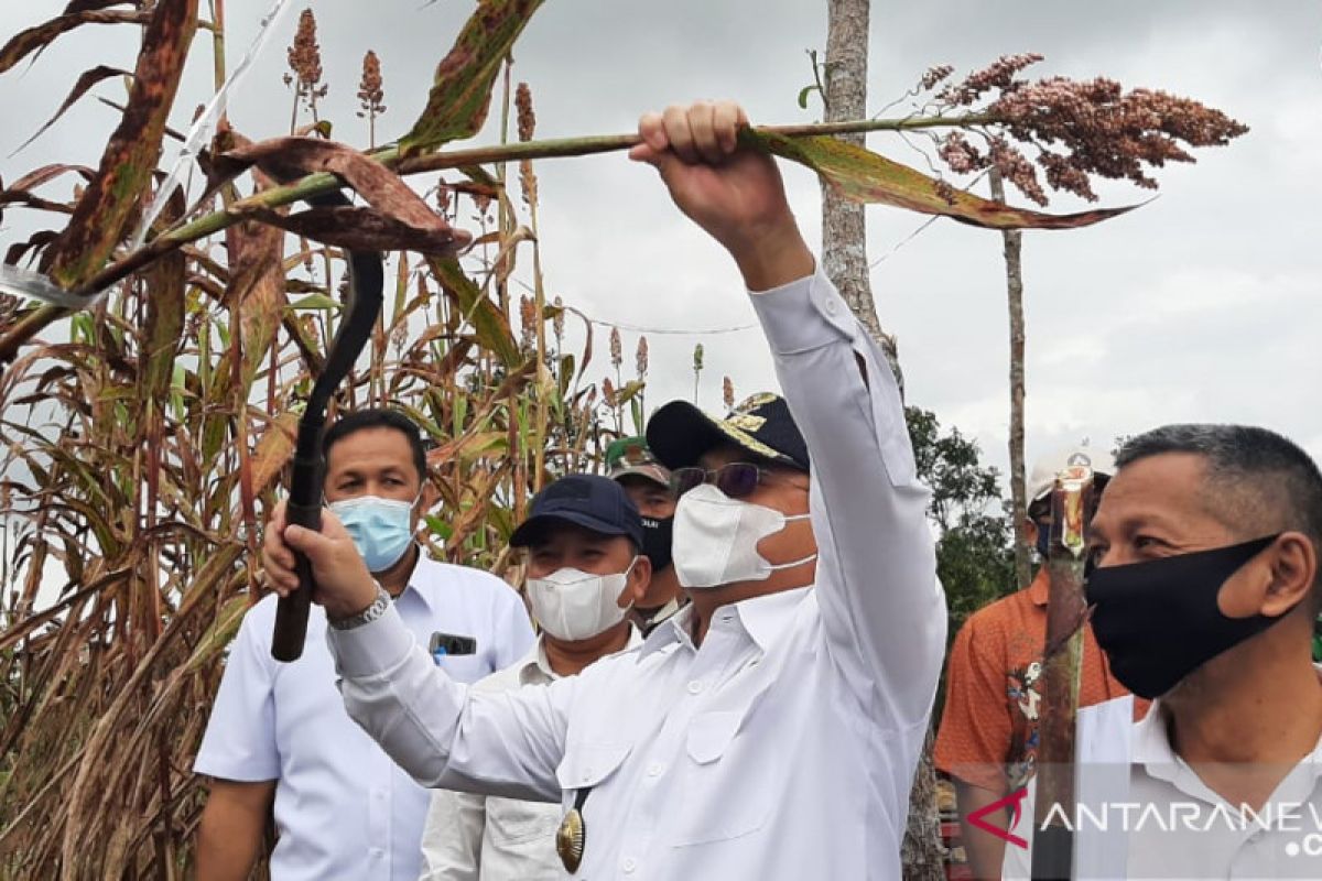 Gubernur Babel dorong petani kembangkan tanaman sorgum