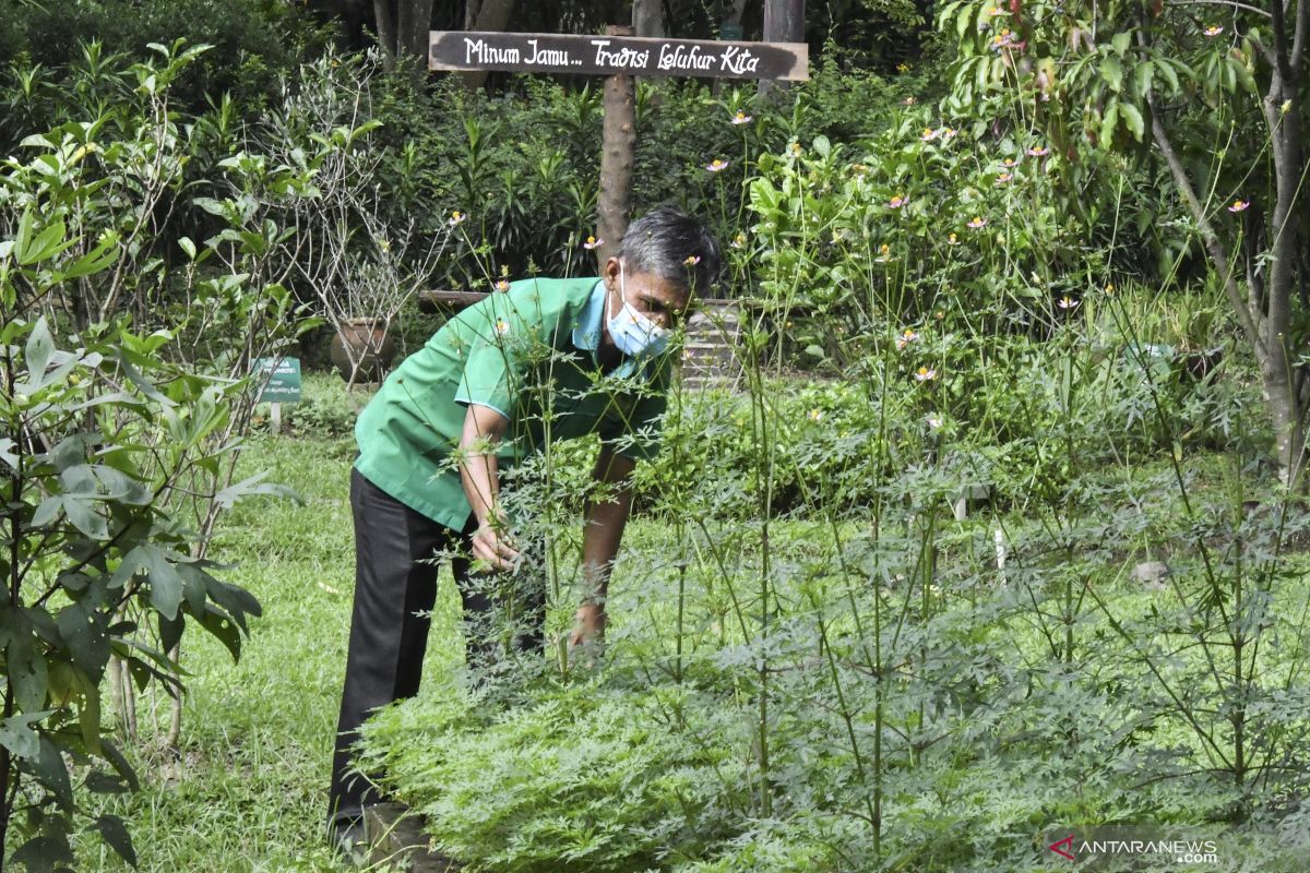 Bahaya mengonsumsi daun kenikir secara berlebihan bagi kesehatan