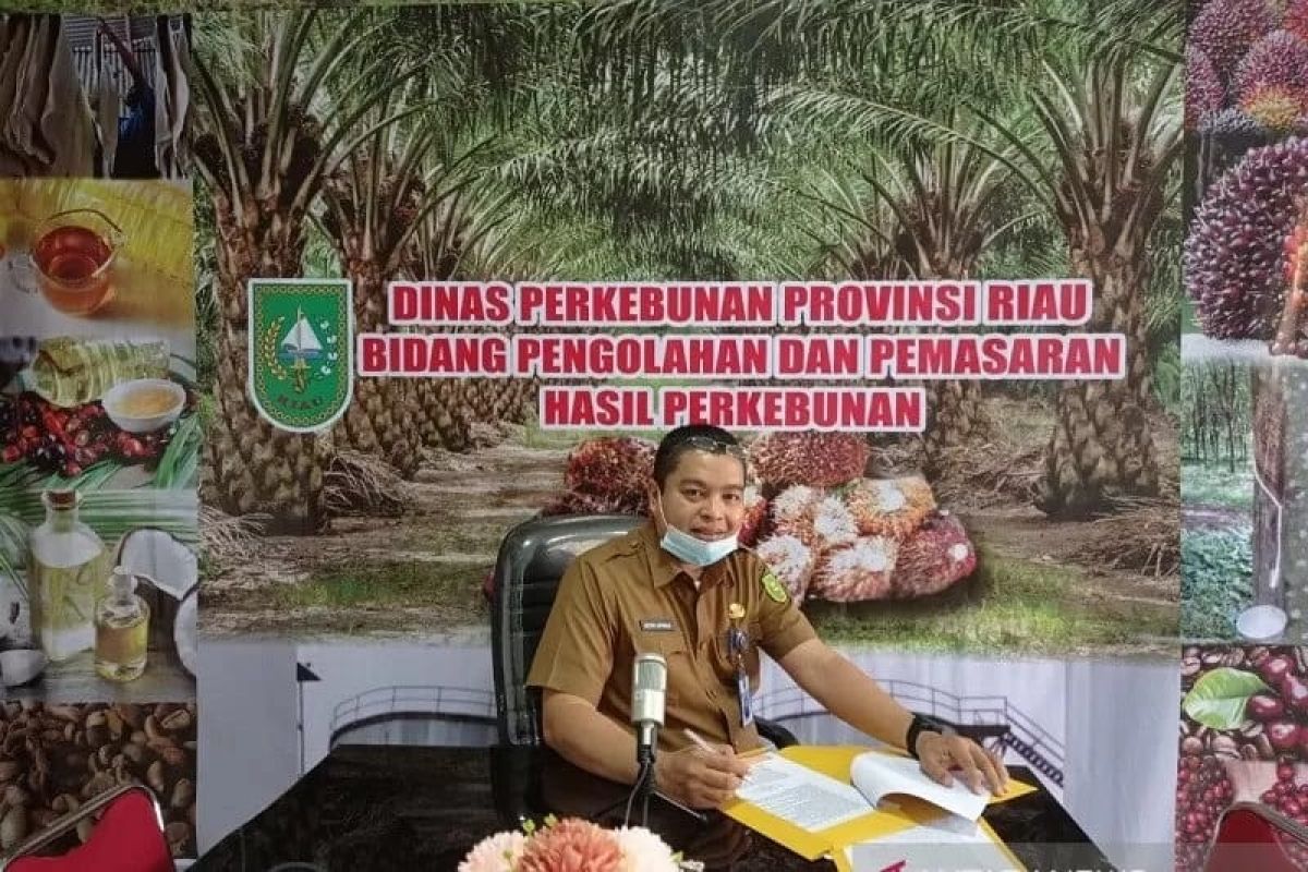 Keputusan India turunkan bea masuk picu naiknya harga sawit Riau