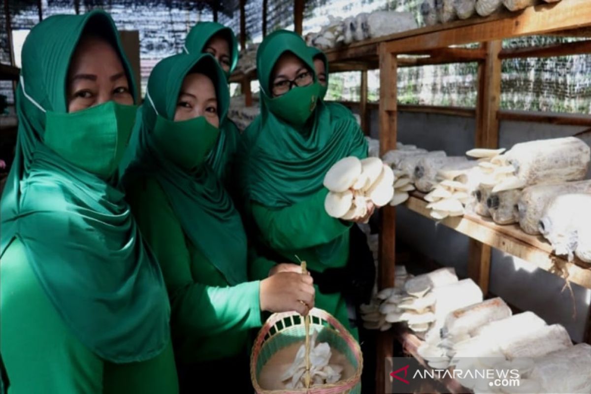 Budidaya jamur tiram berawal konsumsi sendiri