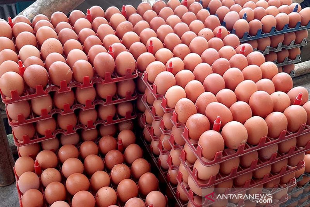Penurunan harga telur ayam ras picu deflasi pada September 2021