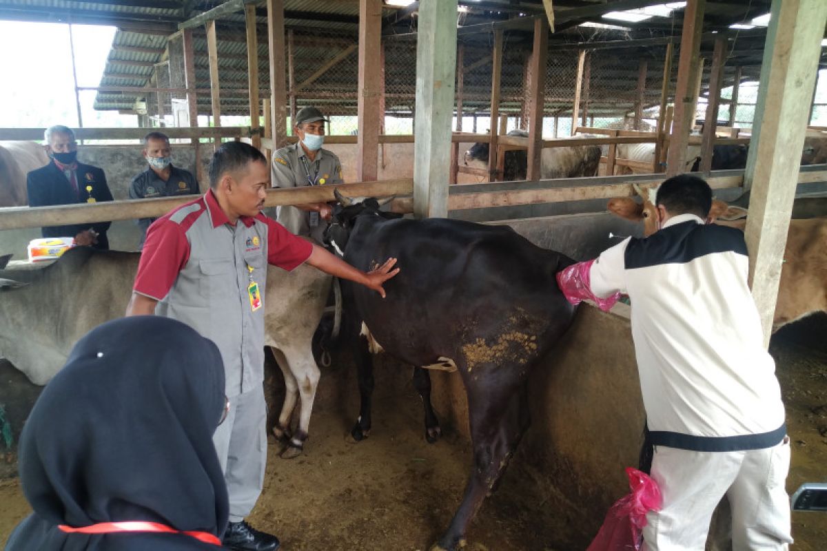 151 siswa SMK PP Negeri Padang Mengatas ikuti uji kompetensi profesi bidang peternakan