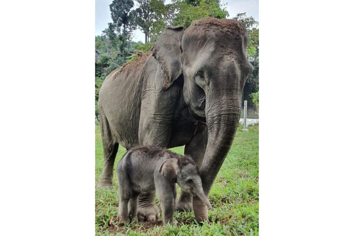 WALHI Sumut berharap populasi gajah Sumatera bisa bertahan