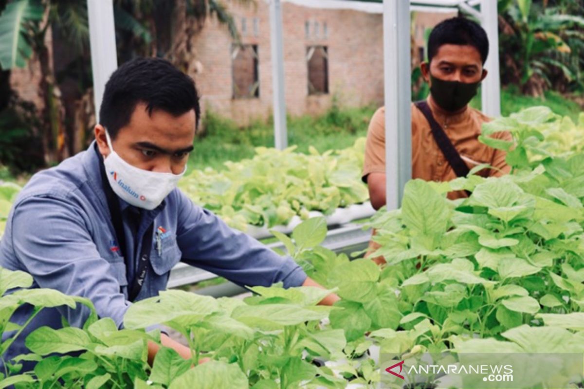 Inalum bantu petani sayuran  hidroponik di Kuala Tanjung