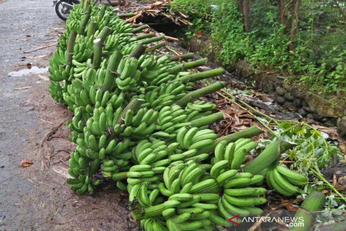 Distan Taput targetkan penambahan luasan 300 hektare pertanaman pisang barangan merah