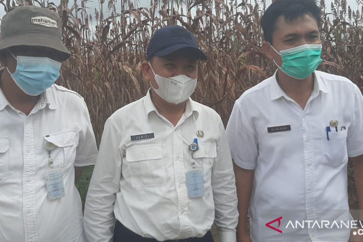 Pemprov Bangka Belitung targetkan pengembangan 1.000 hektare sawah organik