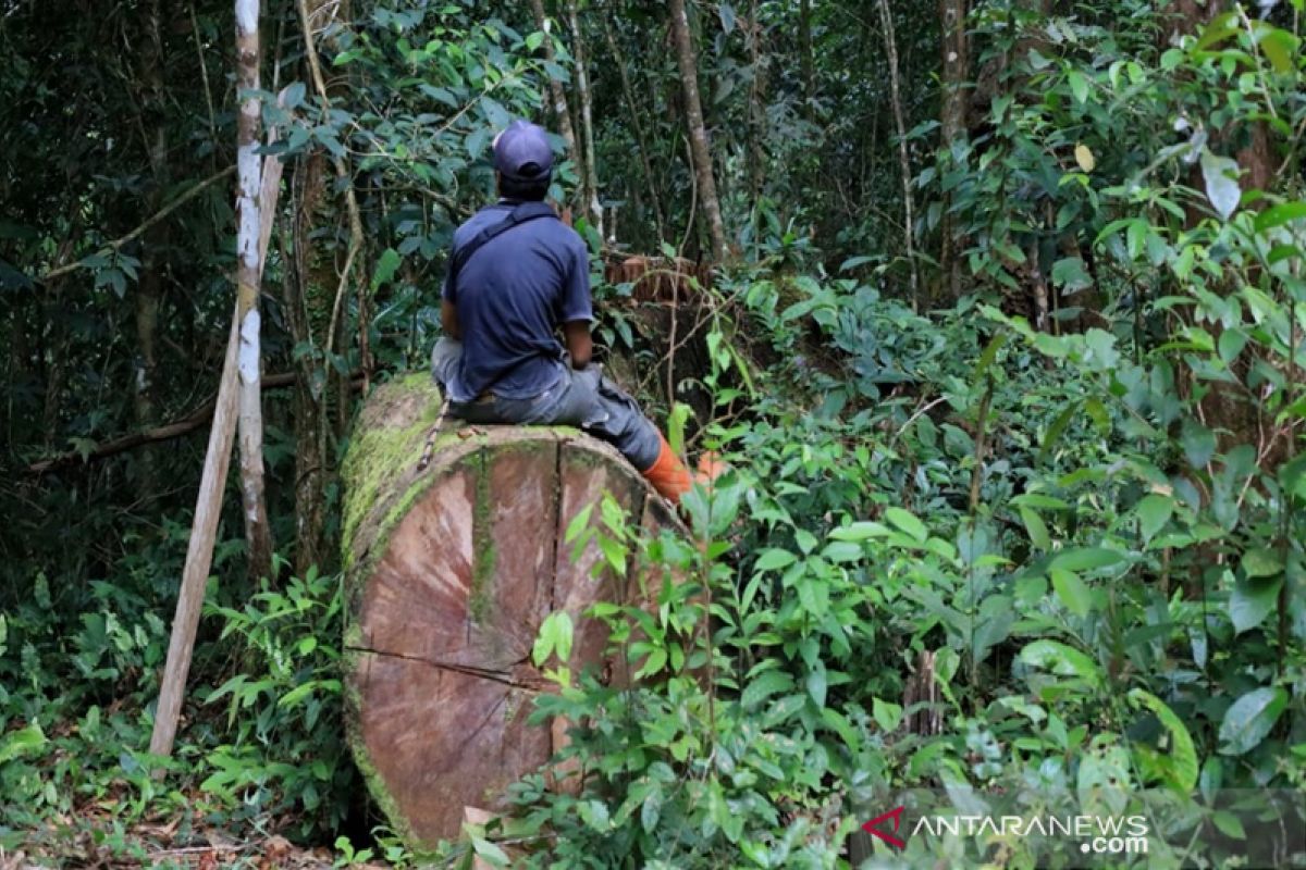 Aktivitas penebangan liar di hutan lindung HST