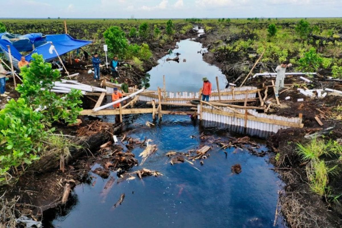 BRGM sebut ada enam strategi untuk percepatan rehabilitasi mangrove