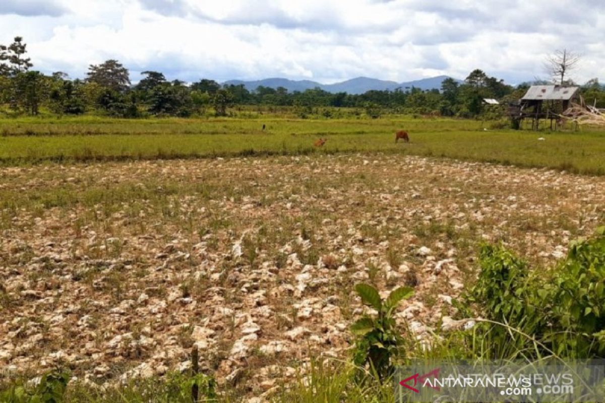 200 hektare sawah di Kendari tak diolah akibat bendungan rusak