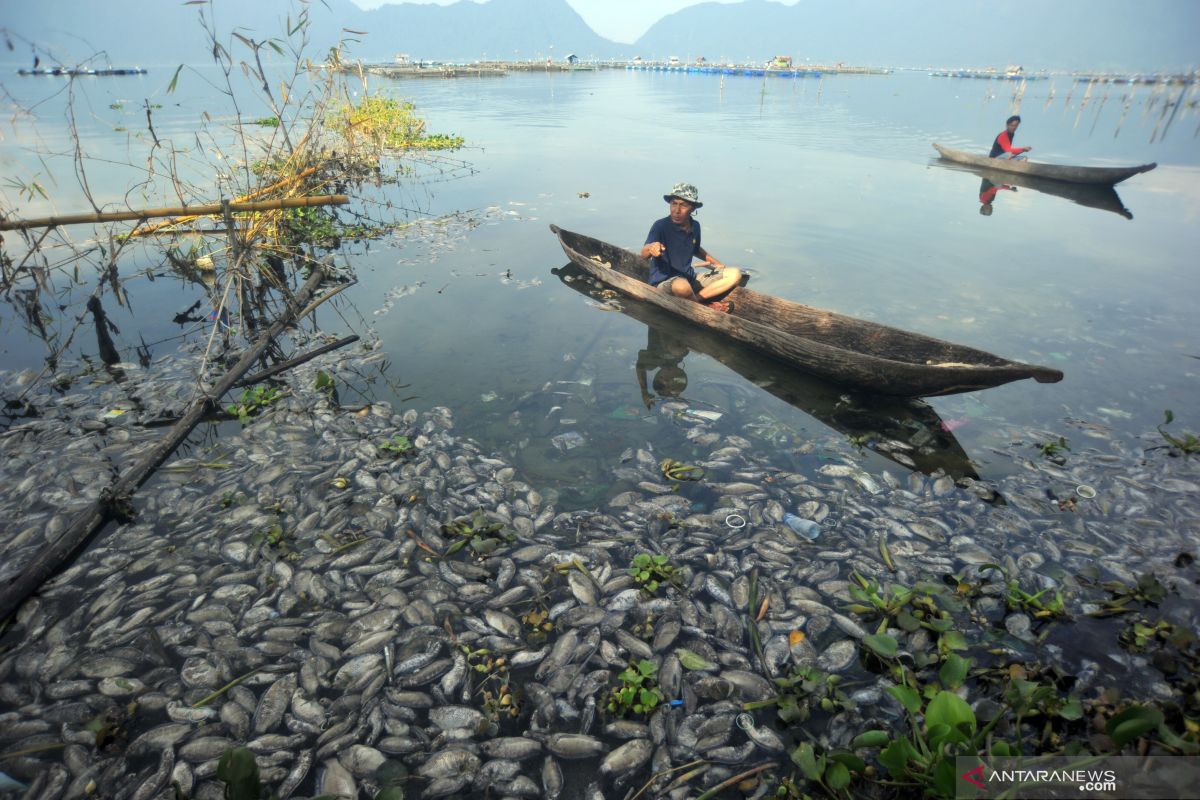 Kematian massal ikan menimbulkan polusi udara  di Danau Maninjau