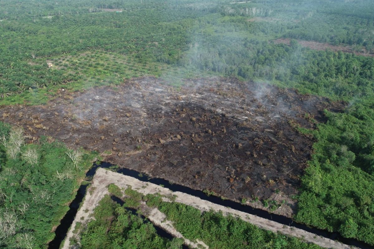 Awal Februari, belasan hektare lahan terbakar di Siak