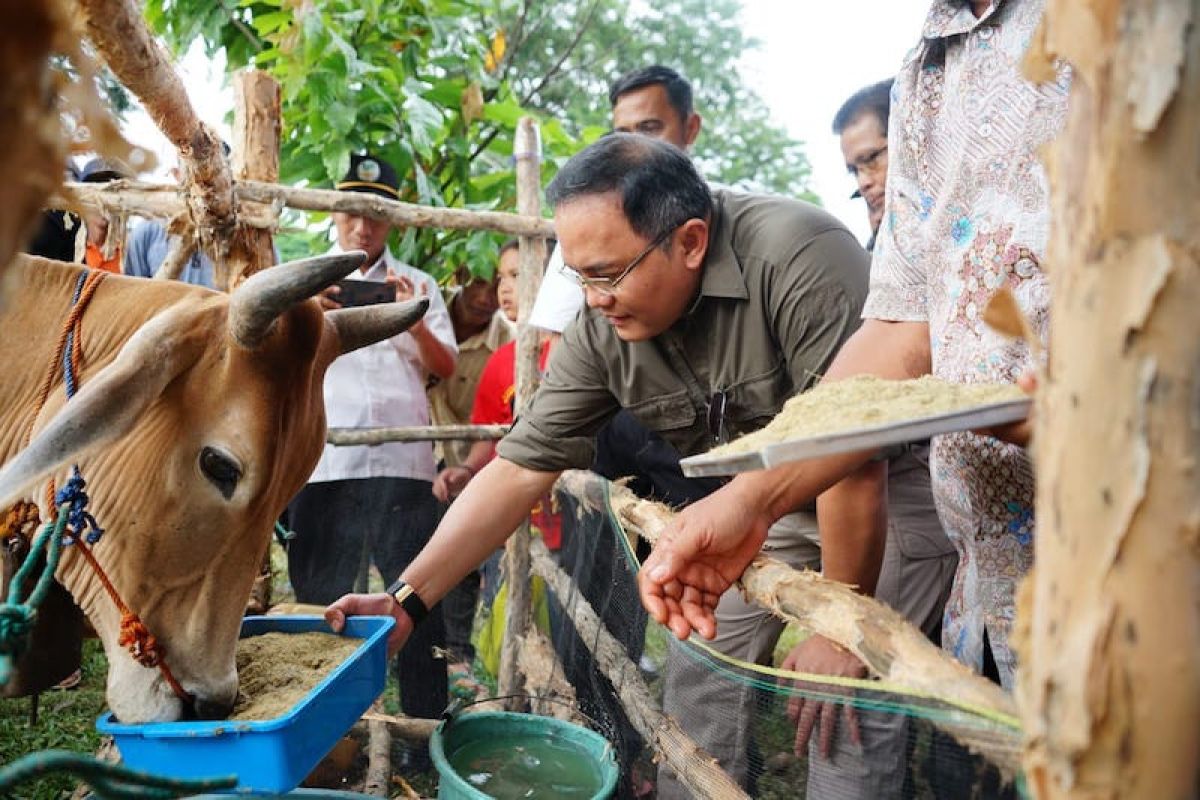 Musi Banyuasin targetkan peningkatan populasi  sapi 60.000 ekor 2023