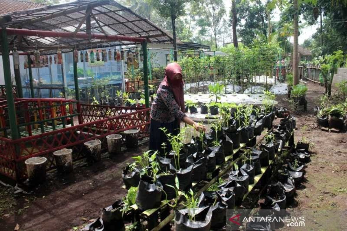 Mengolah pekarangan rumah untuk tanaman pangan berkelanjutan saat pandemi COVID-19
