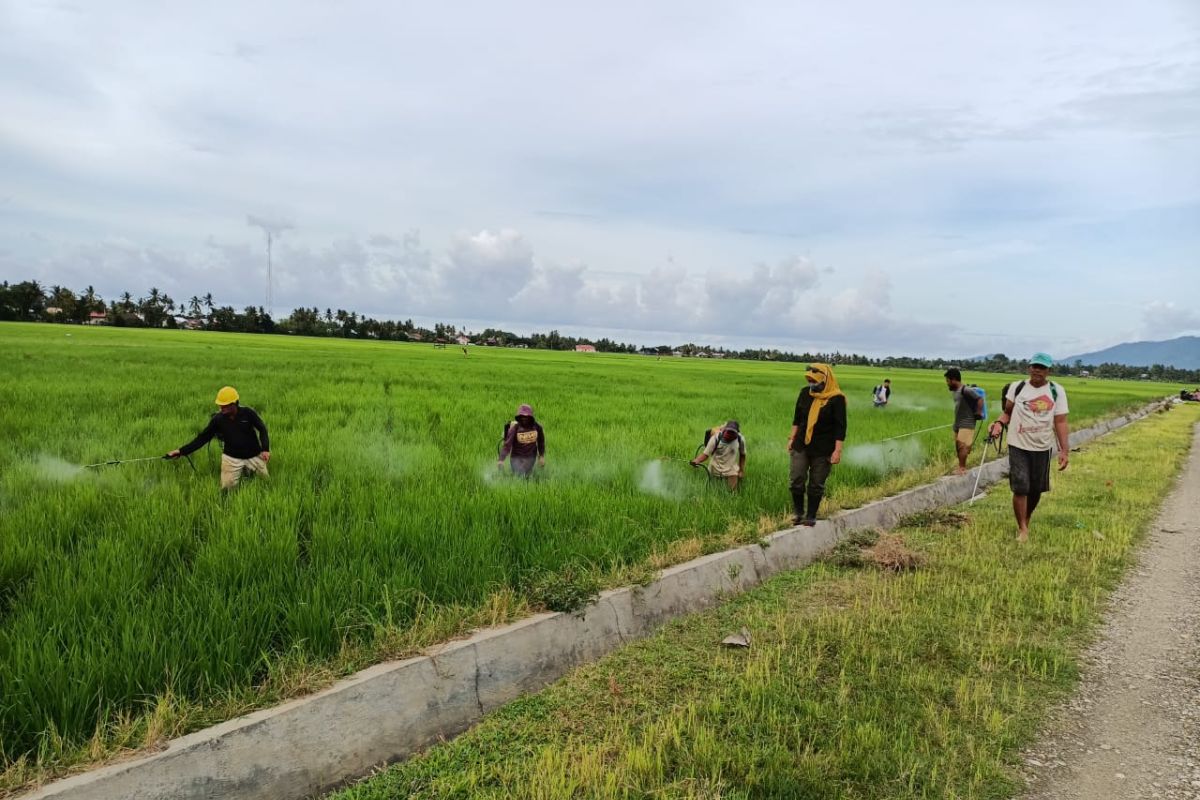 PPL dan masyarakat Samaturu lakukan penyemprotan hama padi