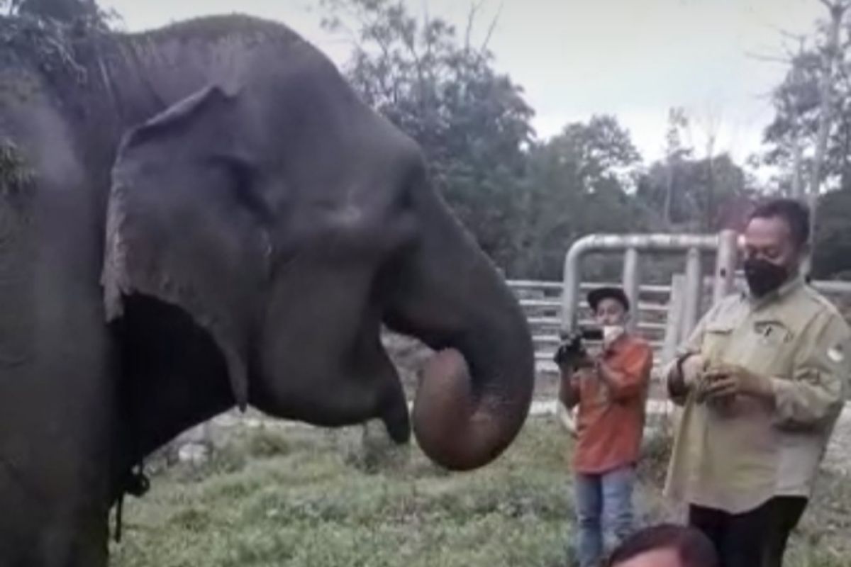 Anak gajah lahir di penangkaran Tangkahan Batang Serangan Langkat