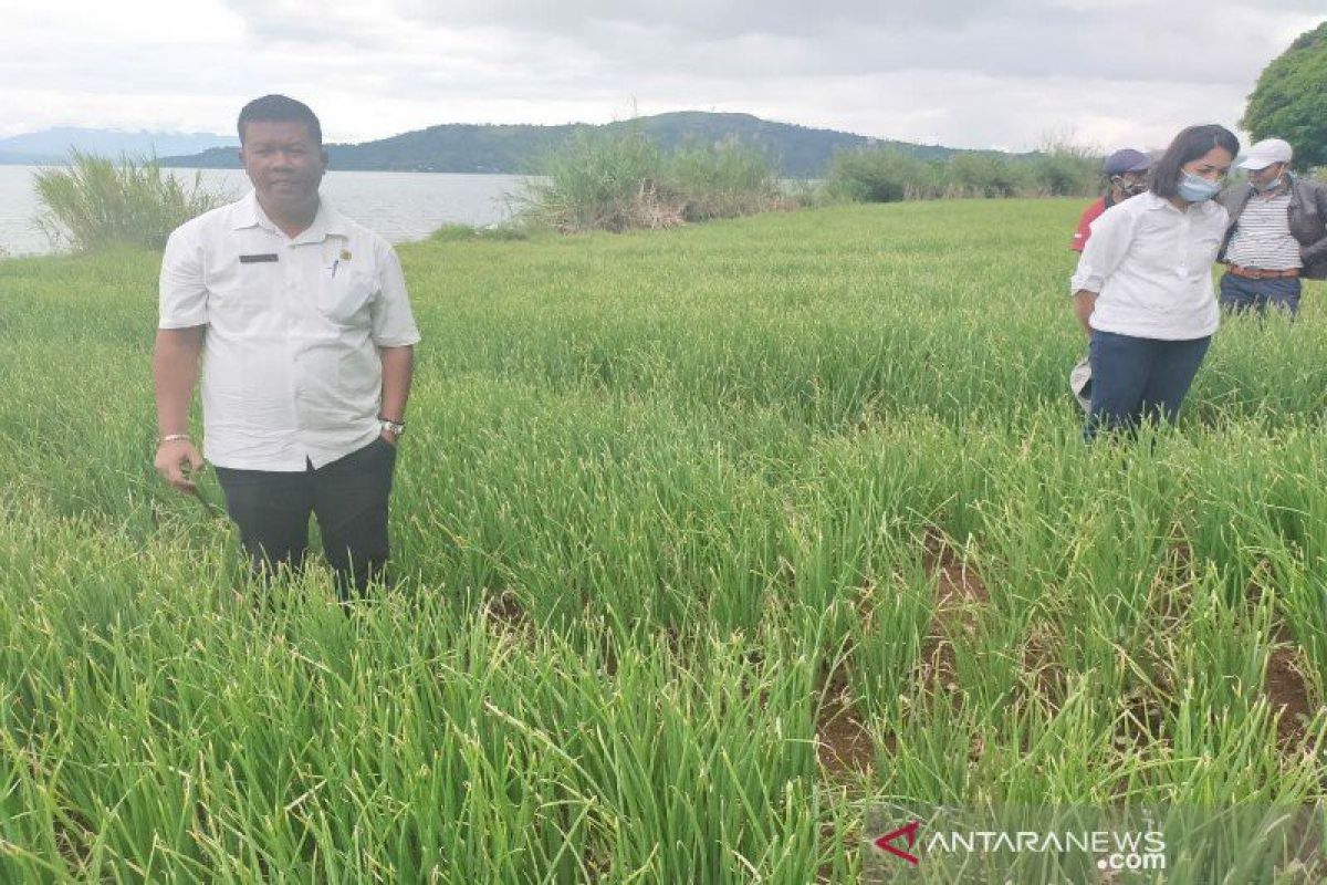 Tapanuli Utara targetkan tambahan 100 ha lahan bawang merah pada 2021