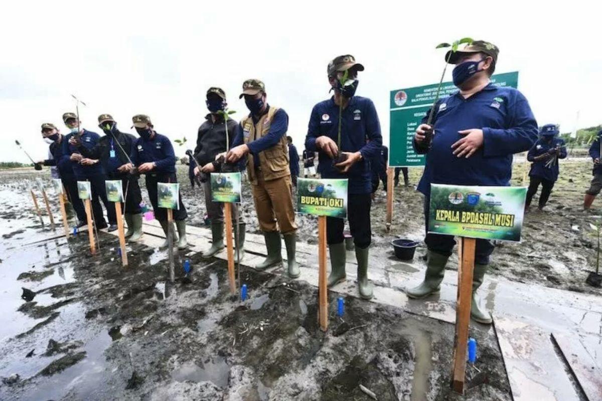 Rehabilitasi hutan mangrove di Sumsel butuh  peran swasta