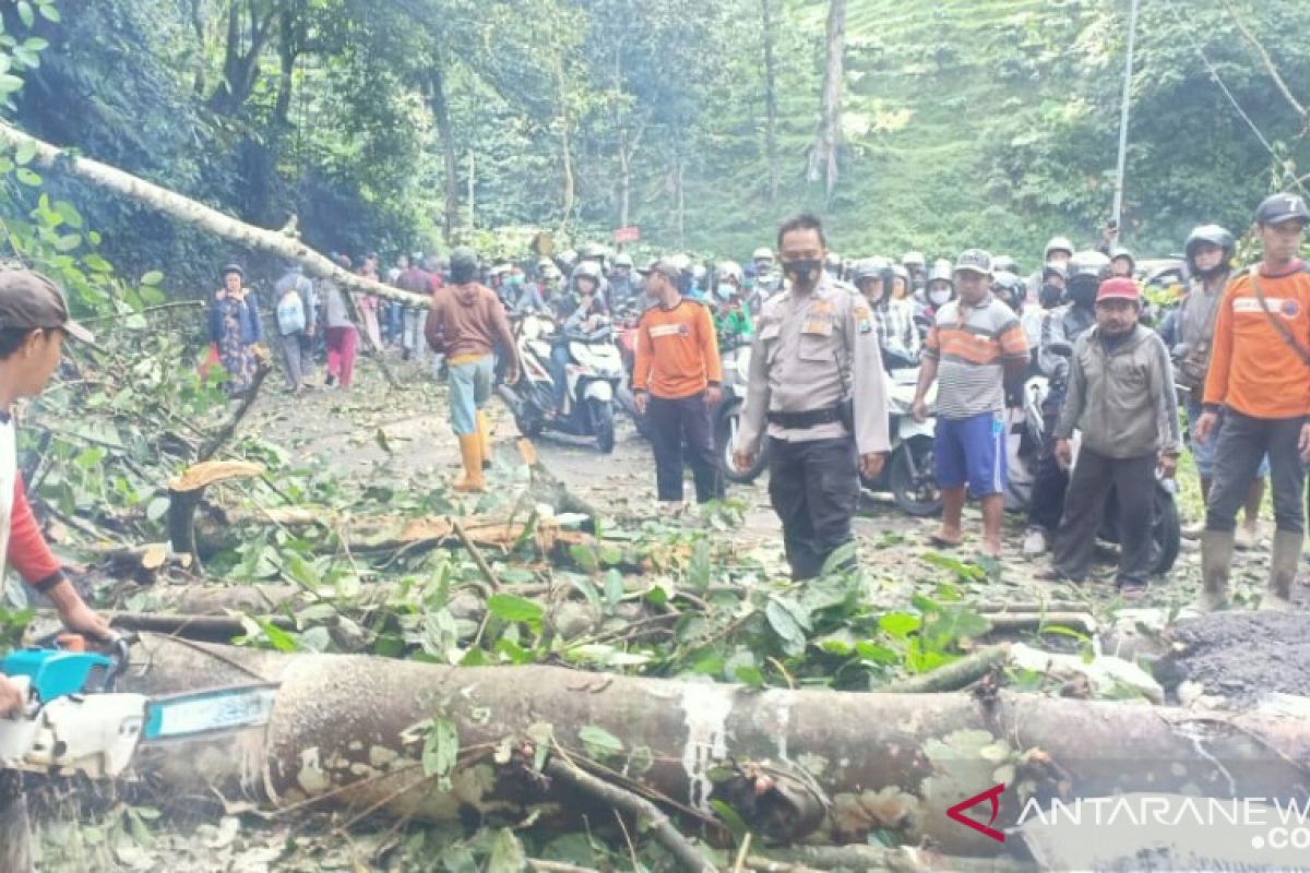 Pohon tumbang di Gumitir, jalur Jember-Banyuwangi macet total