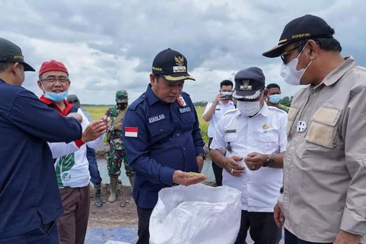 Kabupaten Banyuasin dorong peningkatan produktivitas  pertanian