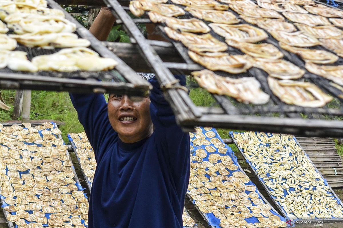 Keuntungan produksi pisang salai di Aceh Timur capai Rp20 juta per bulan
