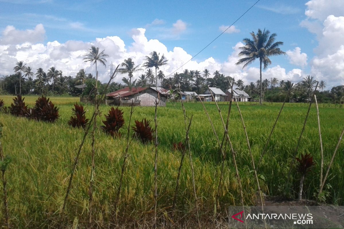 Luas baku sawah di Rejang Lebong berkurang tinggal 5.553 hektare