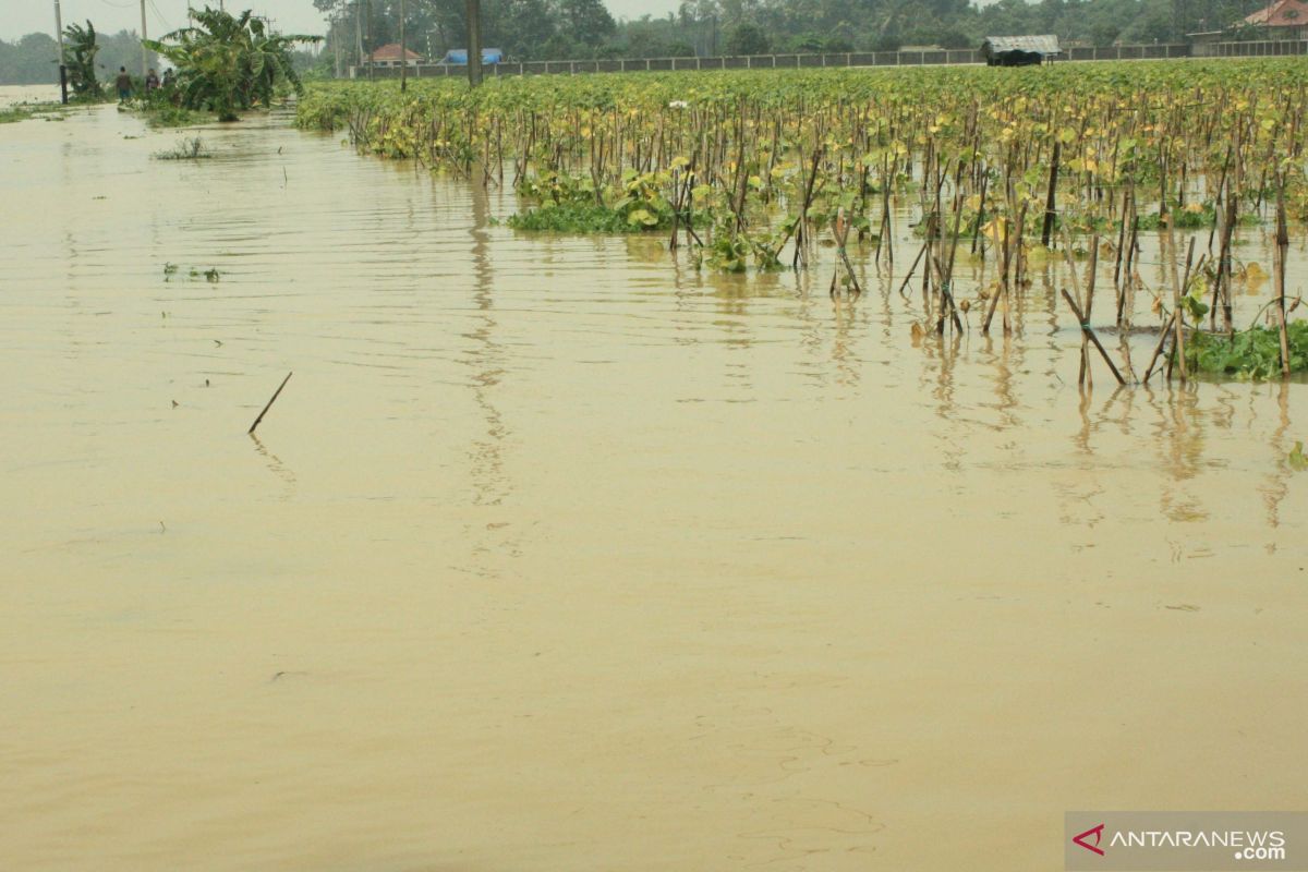 Banjir merendam areal persawahan di Karawang