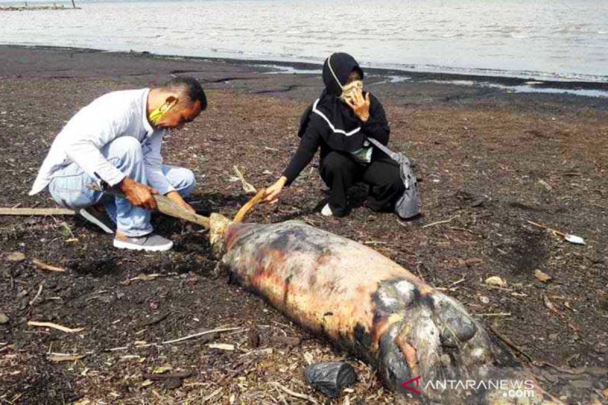 Bangkai Dugong ditemukan di Pantai Dumai