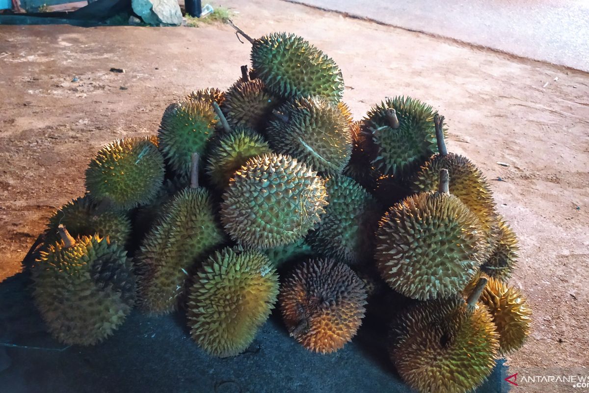 Curah hujan yang tinggi pengaruhi jumlah durian di Kalbar