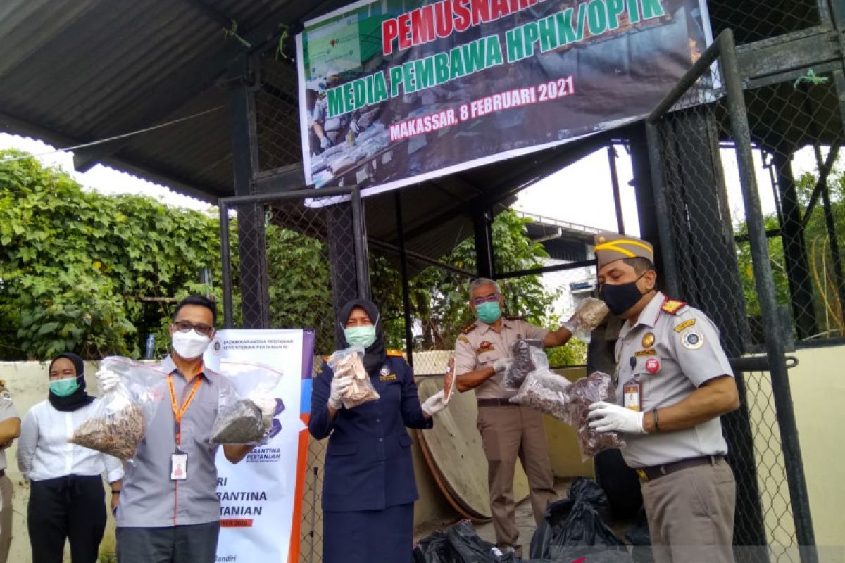 Balai Besar Karantina Pertanian Makassar musnahkan berbagai benih tanaman impor