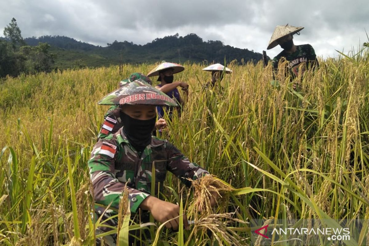 Prajurit Pamtas Bantu Panen Padi Warga Long Pujungan