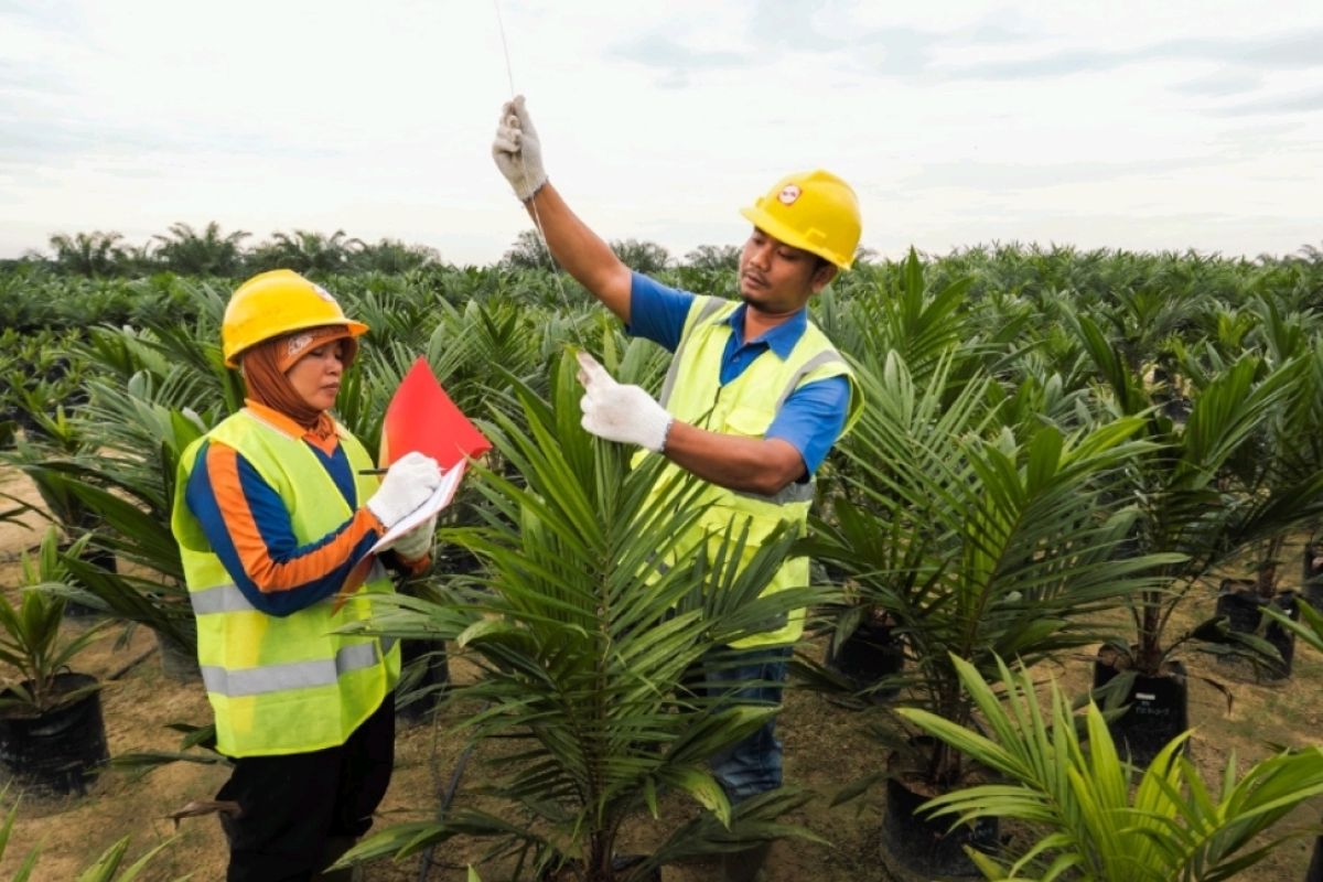 Mengenal praktik berkelanjutan kebun kelapa sawit tertua di Sumatera Utara